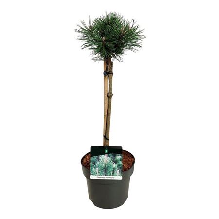 Pinus Mugo Carsten's Wintergold On Stem