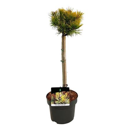 Pinus Mugo Winter Gold
