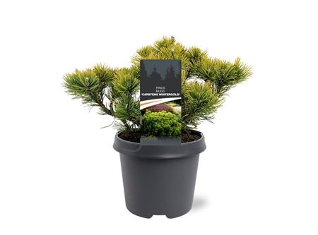 Pinus Mugo Carstens Wintergold