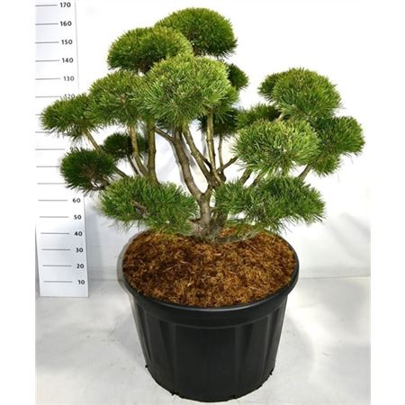 Pinus Mugo Gnom