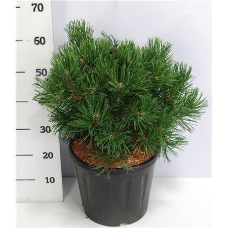 Pinus Mugo Gnom