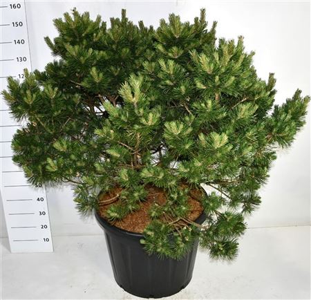 Pinus Mugo Gnom