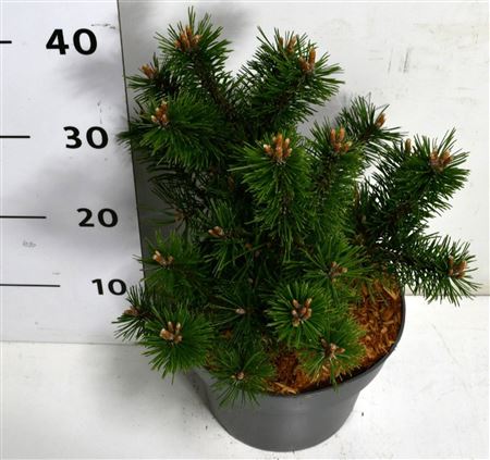Pinus Mugo Gnom