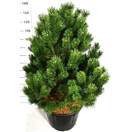Pinus Mugo Gnom