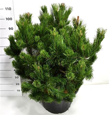 Pinus Mugo Gnom