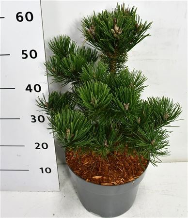 Pinus Mugo Gnom