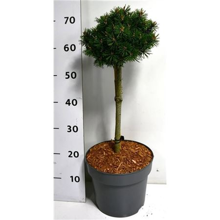 Pinus Mugo Humpy On Stem