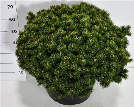 Pinus Mugo Humpy