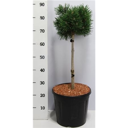 Pinus Mugo Mops On Stem