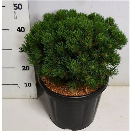 Pinus Mugo Mops