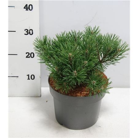 Pinus Mugo Mops