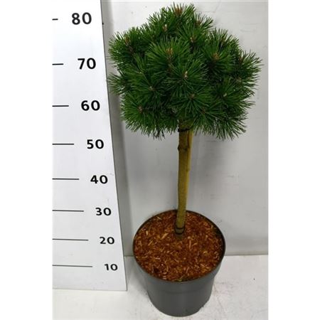 Pinus Mugo Mops On Stem
