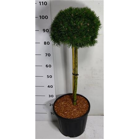 Pinus Mugo Mops