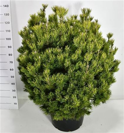 Pinus Mugo Mops