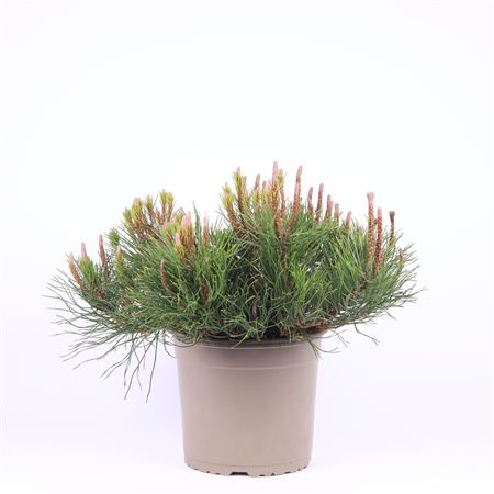 Pinus Mugo Mughus