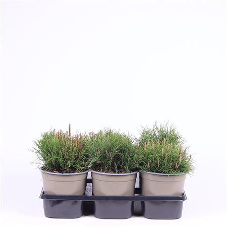Pinus Mugo Mughus