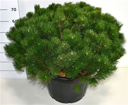 Pinus Mugo Mugo