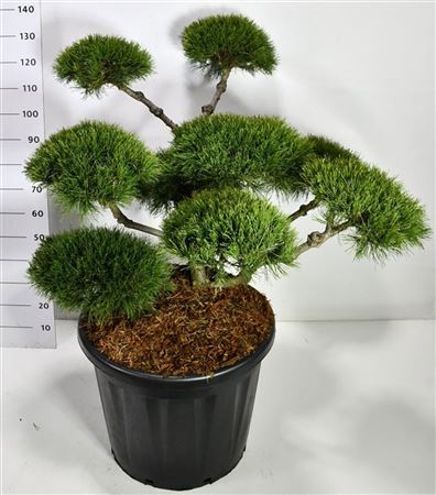 Pinus Mugo Mughus