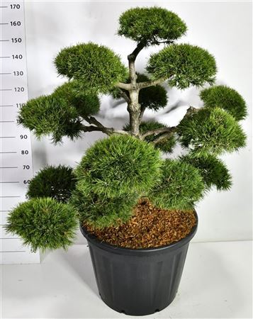 Pinus Mugo Mughus