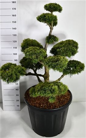 Pinus Mugo Mugo
