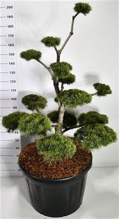Pinus Mugo Mugo