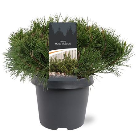 Pinus Mugo Mughus