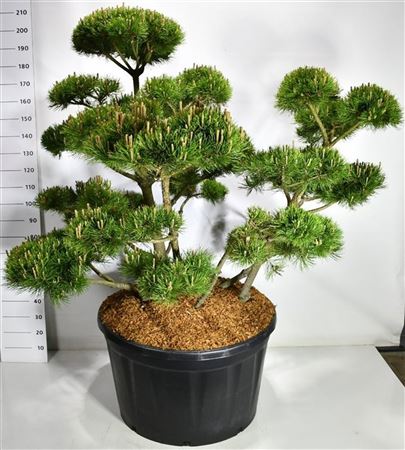 Pinus Mugo Mughus