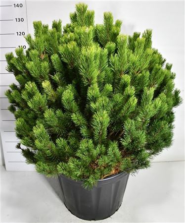 Pinus Mugo Mugo