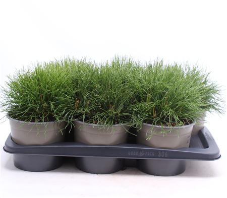 Pinus Mugo Mughus