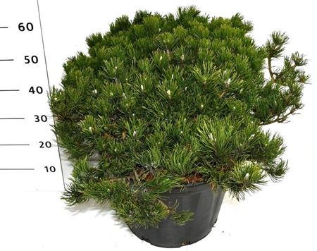 Pinus Mugo Pumilio