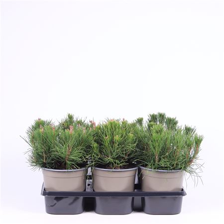 Pinus Mugo Pumilio