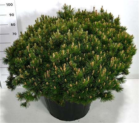 Pinus Mugo Pumilio