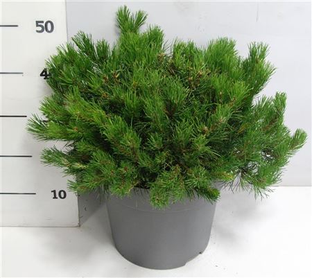 Pinus Mugo Pumilio