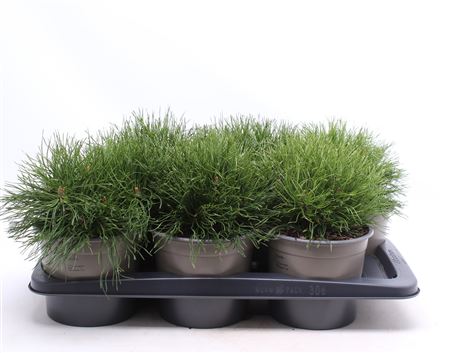 Pinus Mugo Pumilio