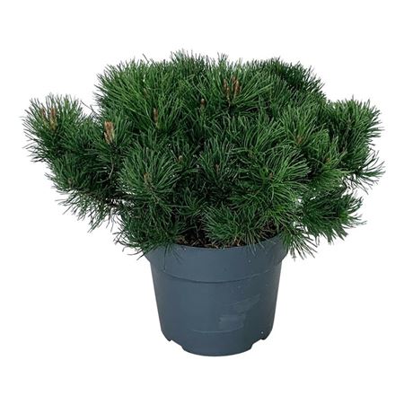 Pinus Mugo Pumilio