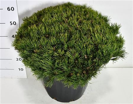 Pinus Mugo Pumilio