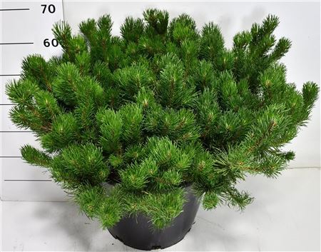 Pinus Mugo Pumilio