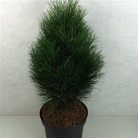 Pinus Nigra Green Tower