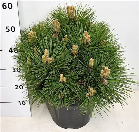 Pinus Nigra Nana