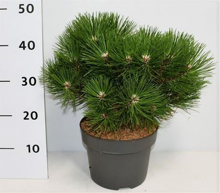 Pinus Nigra Nana