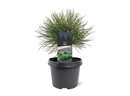 Pinus Nigra Nana