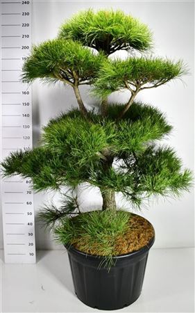 Pinus Nigra Nigra