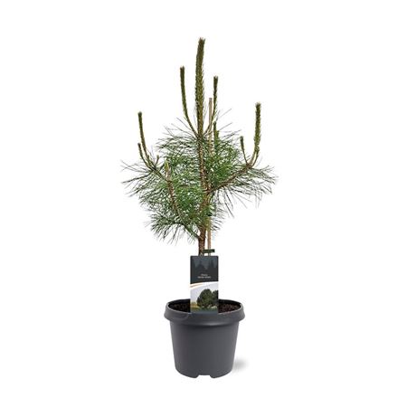 Pinus Nigra Nigra