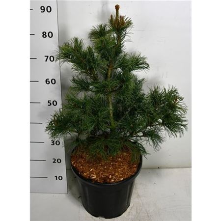 Pinus Parv Bonsai