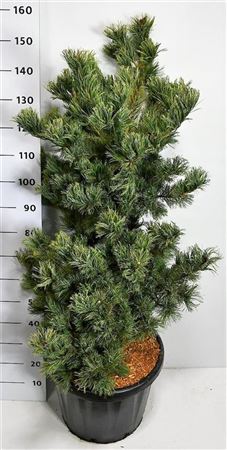 Pinus Parv Shizukagoten