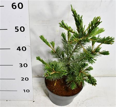 Pinus Parv Negishi