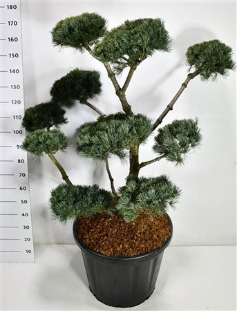 Pinus Parv Negishi