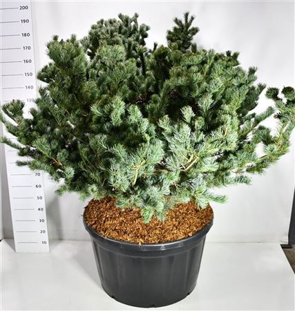 Pinus Parv Negishi