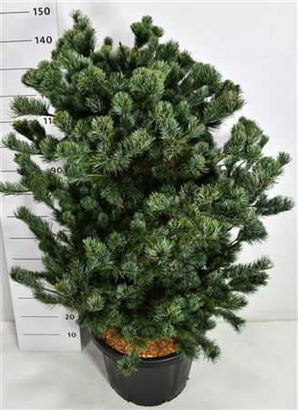 Pinus Parv Negishi
