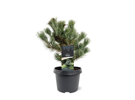 Pinus Parv Negishi